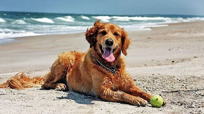 Внимавайте! Живакът скача до 38 градуса днес