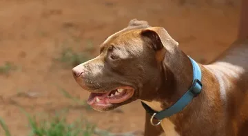 Почина нападнатата от питбул Ангелина