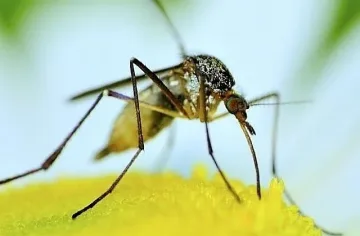 Комарите носят букет от зарази