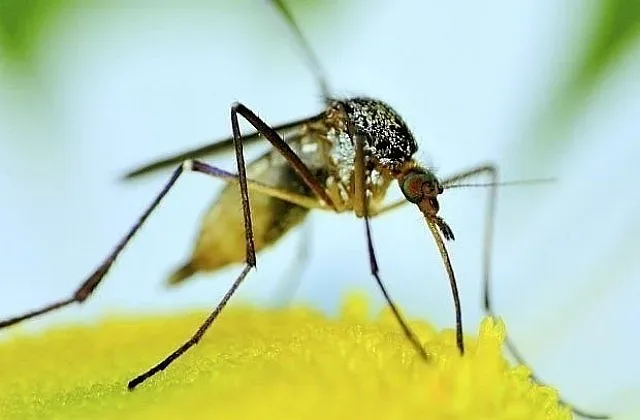 Комарите носят букет от зарази
