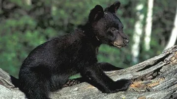 Застреляха мече, било твърде любвеобилно