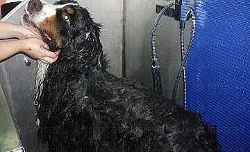 Първа обществена кучешка баня в София