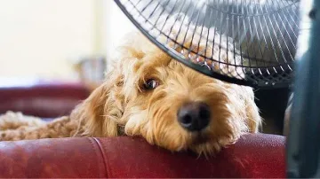 35 градуса жега и днес