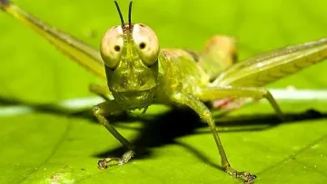 Милиони скакалци опустошиха 2000 ха на о. Сардиния