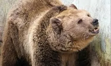 Мечка нападна руснак, той й отхапа езика