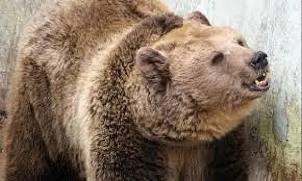 Мечка нападна руснак, той й отхапа езика