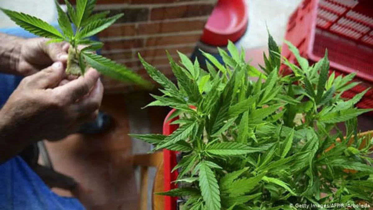 Младите българи употребяват най-често канабис