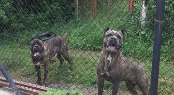 Кучетата-убийци нападнали от глад