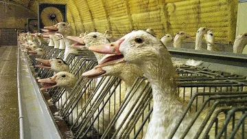 Втори сме в света по износ на патешки дроб
