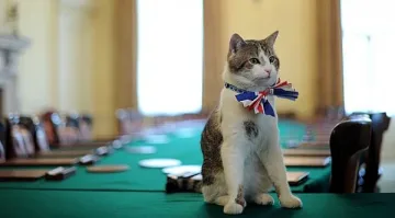 Кралският ловец на мишки бойкотира Тръмп