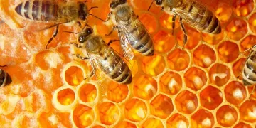 Спасете пчелите (и не само тях)!