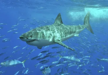 Мъж снима акула от терасата на 28-мия етаж