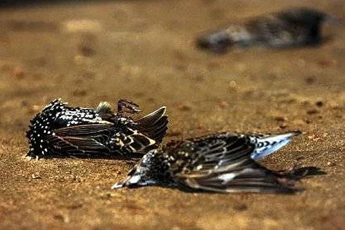 Птици падат от небето в Хага