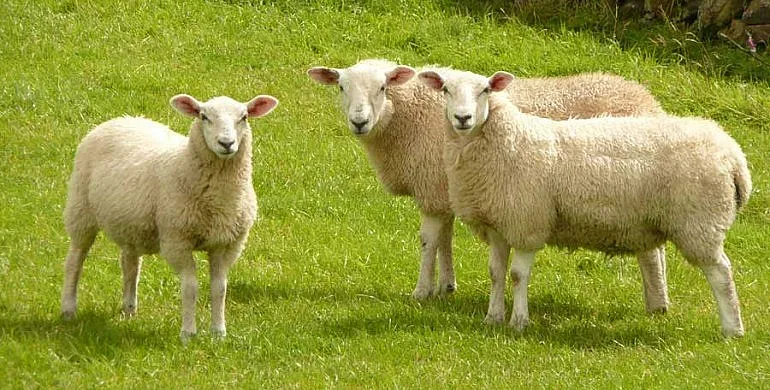 Изменения на Наредба №5