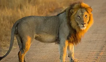 Лъвове бягат от резерват в Камерун