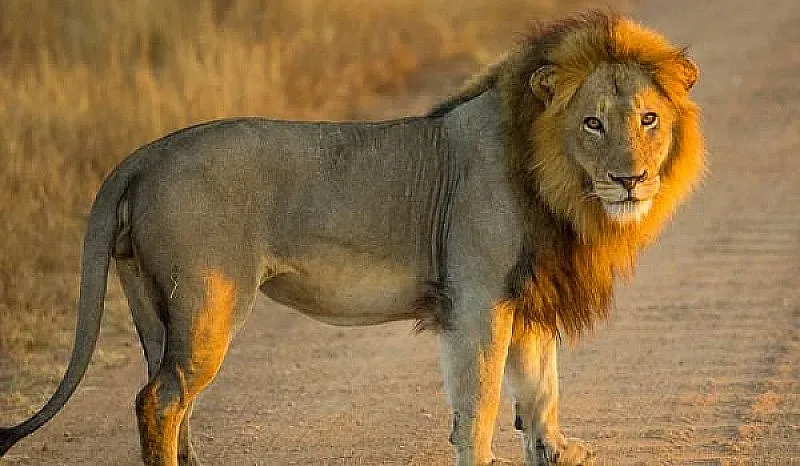 Лъвове бягат от резерват в Камерун