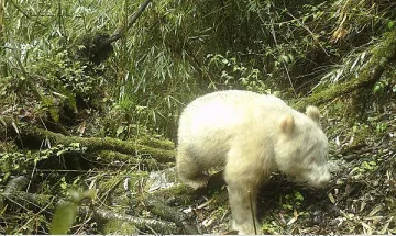Уникална панда албинос заснета в Китай