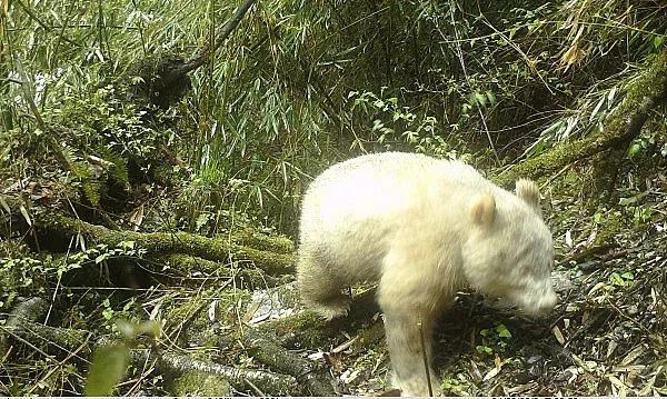 Уникална панда албинос заснета в Китай