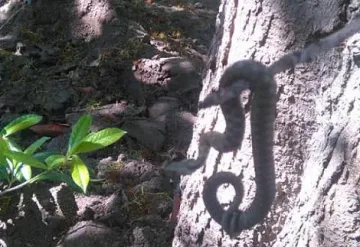 Змия пощури варненци в морската градина