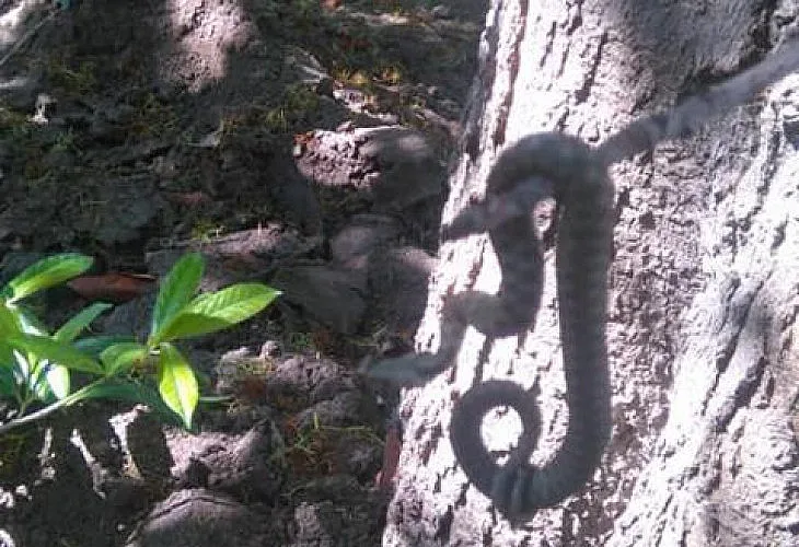 Змия пощури варненци в морската градина