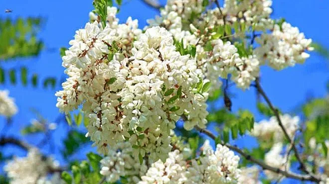 Слънце през облаци днес