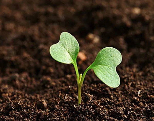 Американски щат превръща починали в почва за растения