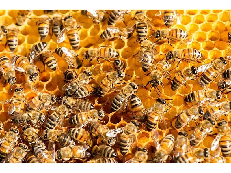 Отпускат над 500 000 лева кредити за пчеларите