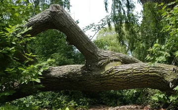 Дърво рани работник в Хасковско
