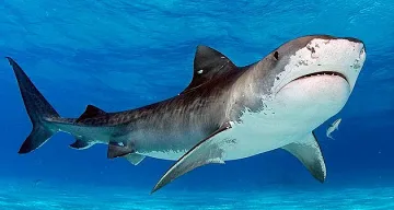 Да оцелееш в компанията на акули и крокодили