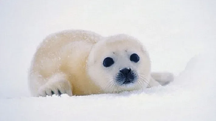 Тюленчета спасени от бракониери в Китай