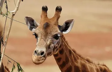 Новородено жирафче получи ортопедични обувки