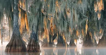 Кипарис на 2624 години расте в САЩ