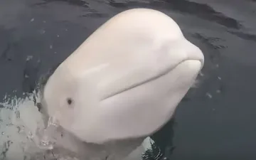 Любезен кит "шпионин" върна телефона на собственичката