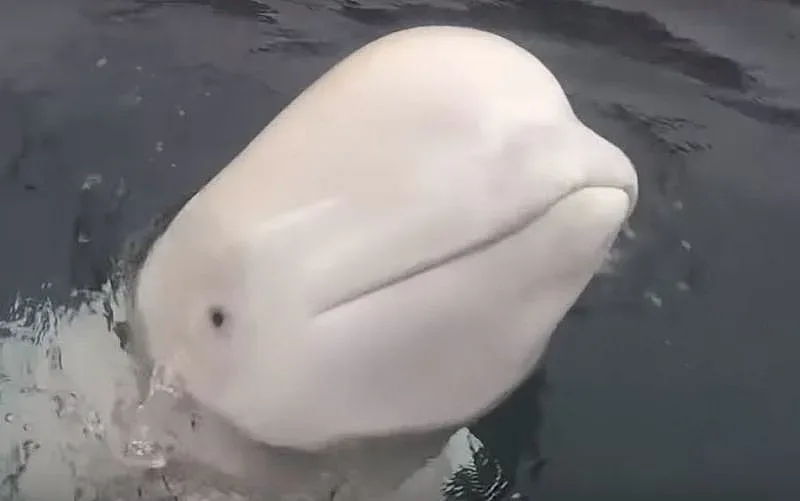 Любезен кит "шпионин" върна телефона на собственичката