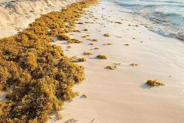 Гниещи водорасли по плажовете в Мексико