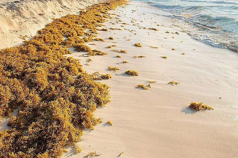 Гниещи водорасли по плажовете в Мексико