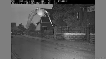 Гълъб лети с превишена скорост, камера го засича