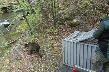 Пуснаха 3 мечета на свобода в „Централен Балкан”