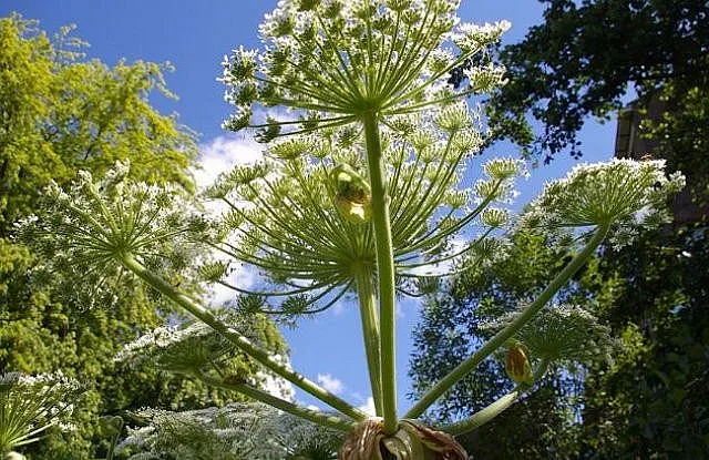 Отровен плевел заплашва България