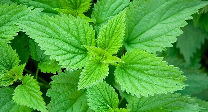 Гадаят бъдещето с коприва