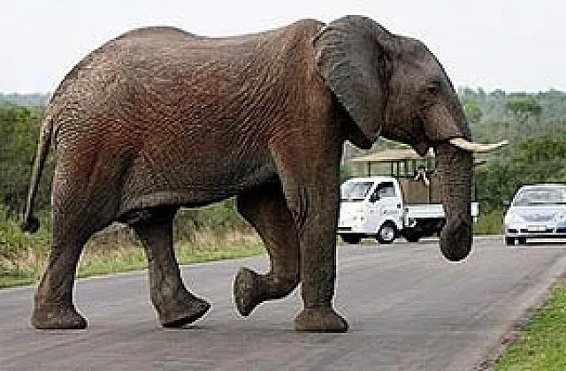 Гладен слон нападна туристка