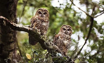 1 милион растения и животни изчезват