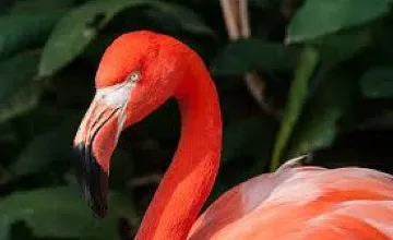 Розови фламинга се излюпиха във виенския зоопарк