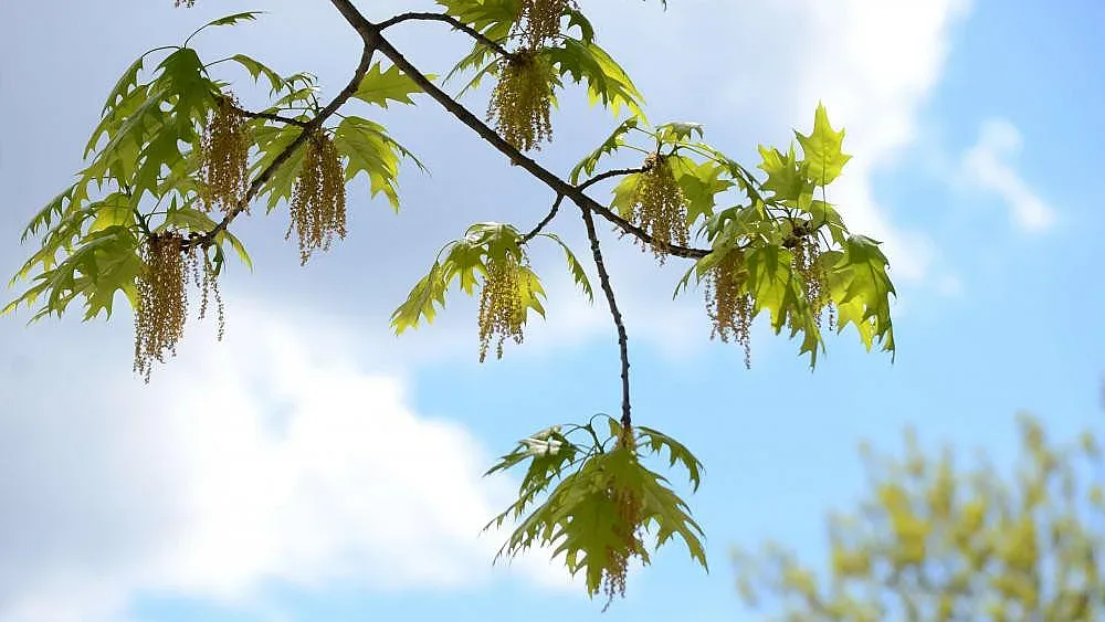 Днес слънце, от утре бури