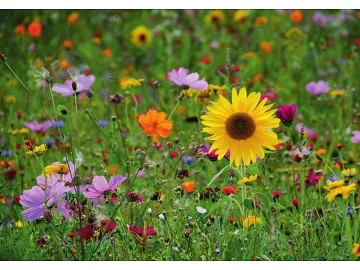 Компания плаща 10 хил. долара на търсач на цветове