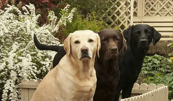 Кучета откриват в ранен стадий коварна болест