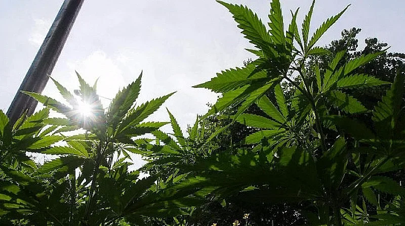 Канабис ще се продава свободно в Белгия