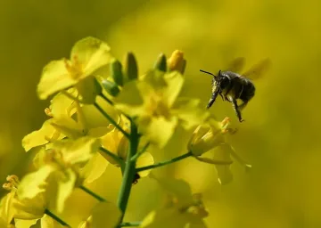 До 33 градуса през май