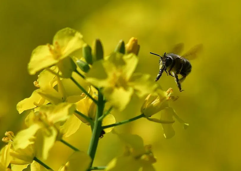До 33 градуса през май