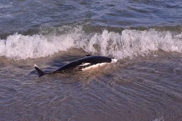 Рядък делфин, погълнал пластмаса, намерен на брега